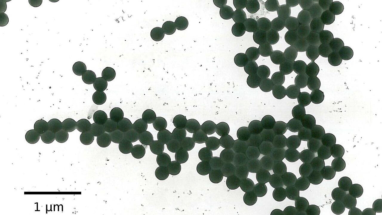 Partículas de látex en una imagen de microscopio electrónico de barrido (SEM) sobre fondo blanco