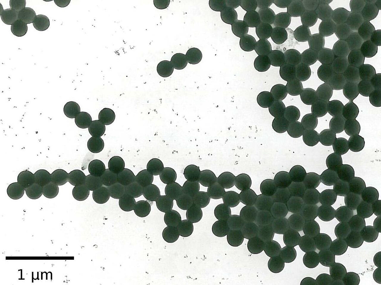 Partículas de látex en una imagen de microscopio electrónico de barrido (SEM) sobre fondo blanco